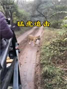 游客遭遇老虎的追击火老鼠
