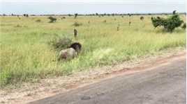 雄狮伏击鬣狗：借助高草提供的掩护，鬣狗避之不及被雄狮当场捕获