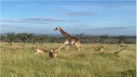 狮群围猎长颈鹿：为了幼崽同狮群激烈对抗，最终连母鹿也惨遭不测