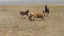 鬣狗攻击幼崽，狷羚夫妇同杀手激烈对抗，但最终也没能保住幼崽