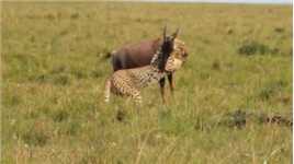 狷羚被猎豹捕获，彼此都没有同伴驰援，双方展开了激烈的近身搏杀