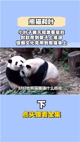 小叶子被无知游客驱赶，默默爬到架子上落泪，饭圈文化竟用到熊猫身上#国宝#国宝熊猫#熊猫滚滚#熊猫宝宝
