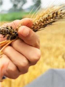 小麦在地里发霉发芽，网友：为什么不提前收割？