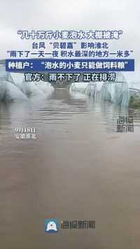 “几十万斤小麦泡水 大棚被淹” 台风“贝碧嘉”影响淮北 当地政府正加紧排涝