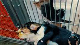 每年超10万只比格犬因实验失败而死，它们的一生有多悲惨？ 