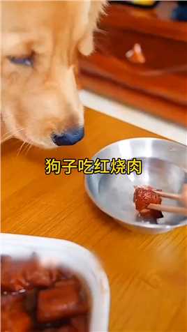 狗子吃红烧肉