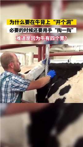 为什么要在牛背上“开个洞”，必要的时候还要用手“掏一掏”，难道是因为牛有四个胃？