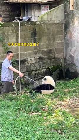 头回听说熊猫沐浴液有榴莲味的，要不是有饲养员，渝可你现在股勾儿里还卡着粑粑呢