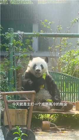 我西直门三太子萌兰过生日，我看看谁还空着手来的？小品牌我可不吃，请精准投喂，谢谢！ #熊猫