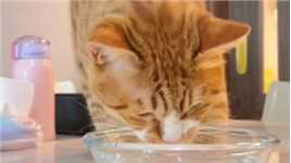 有位网友发了只喝水很搞笑的猫