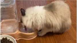 姜太猫喝水，愿者入嘴？