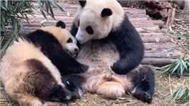 大熊猫成功去世，花花和叶再也没有妈妈了