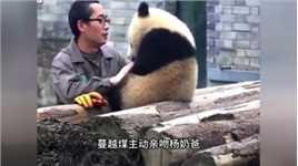 杨奶爸被网暴了，说他虐待大熊猫，真相却让人揪心