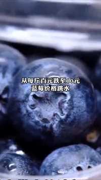 蓝莓价格跳水，从每斤百元跌至10元。