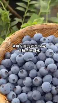 蓝莓价格跳水，从每斤百元跌至10元。