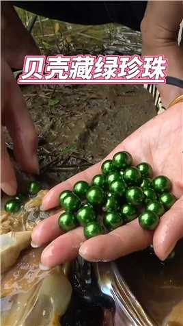 贝壳里竟然藏着绿珍珠