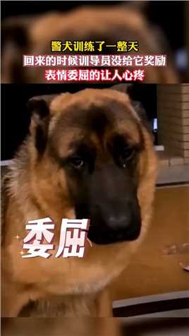 警犬训练一整天回来的时候训导员没给它奖励，表情委屈的让人心疼