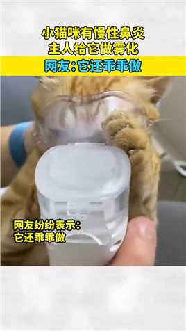小猫咪有慢性鼻炎，主人给它做雾化，网友：它还乖乖做