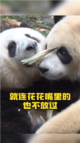  夺笋者，熊恒夺之，终于有熊对它下手啦#大熊猫和花 #大熊猫润玥