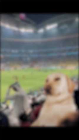 我家狗子在世界杯现场发回来的自拍，它跟我说40万值了。 #世界杯现场P图大赛#一起看球