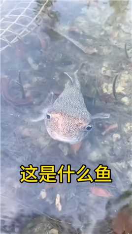 这是什么鱼