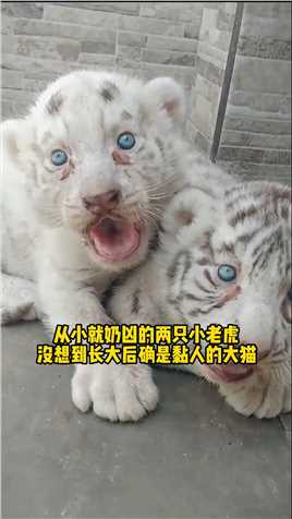 从小就奶凶的两只小老虎，长大后变成了黏人的大猫 