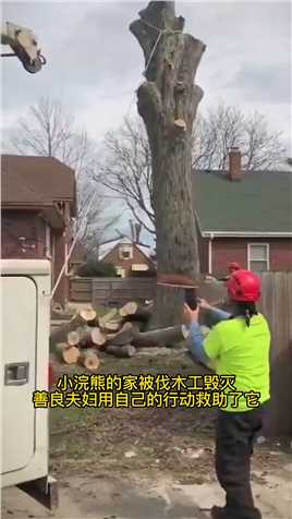 小浣熊的家被伐木工毁灭，善良夫妇救助了它