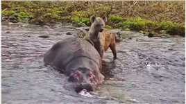 一头想安安静静离开地球的河马，没想到碰见了两条鬣狗