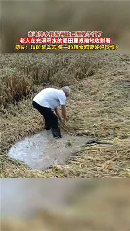 当地降水频繁导致田里麦子倒了，老人在充满积水的麦田里艰难地收割着。网友：粒粒皆辛苦，每一粒粮食都要好