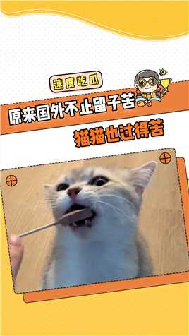 猫猫：妈我要去中国生活#猫咪 #猫咪的迷惑行为 #搞笑 #留学生 #大数据让我们相遇