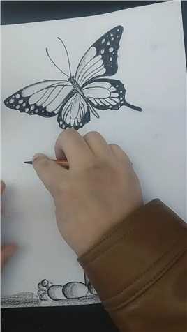 画蝴蝶