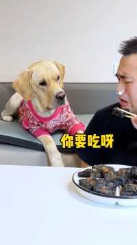 原来狗子也不喜欢吃臭豆腐