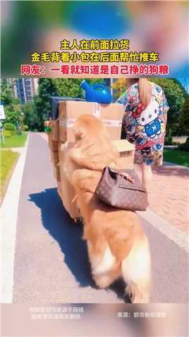 主人在前面拉货，金毛背着小包在后面帮忙推车，网友：一看就知道是自己挣的狗粮