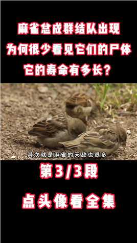麻雀总成群结队出现，为何很少看见它们的尸体？它的寿命有多长？#保护鸟类#麻雀#野生动物 (3)