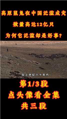 高原鼠兔在中国泛滥成灾，数量高达12亿只，为何它泛滥却是好事？#青藏高原#鼠兔#野生动物 (1)