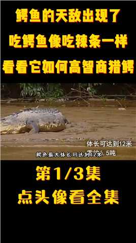 鳄鱼的天敌出现了，吃鳄鱼像吃辣条一样，看看它如何高智商猎鳄？#鳄鱼#水獭#奇妙的动物#野生动物#科普 (1)