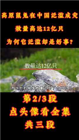 高原鼠兔在中国泛滥成灾，数量高达12亿只，为何它泛滥却是好事？#青藏高原#鼠兔#野生动物 (2)