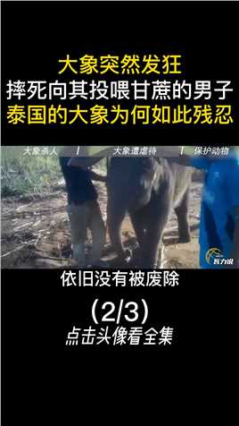 大象突然发狂，摔死向其投喂甘蔗的男子，泰国的大象为何如此残忍大象泰国骑大象保护动物动物表演 (2)