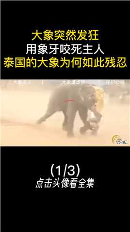 大象突然发狂，摔死向其投喂甘蔗的男子，泰国的大象为何如此残忍大象泰国骑大象保护动物动物表演 (1)