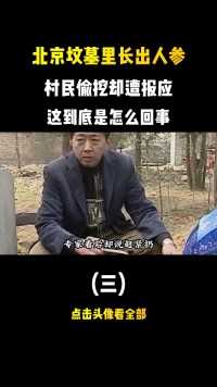 北京坟墓里长出人参，村民偷挖却遭报应，这到底是怎么回事？#人参#奇闻异事#探秘#悬疑 (3)