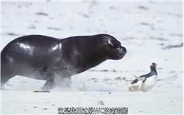 南海狮为了私利，把魔爪伸向了巴布亚企鹅父母，非常惨烈