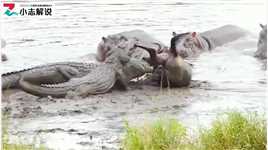 角马被鳄鱼偷袭，最后被河马救了#野生动物零距离#野生动物