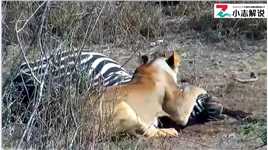 一头母狮成功偷袭正在干饭的斑马#野生动物零距离#野生动物
