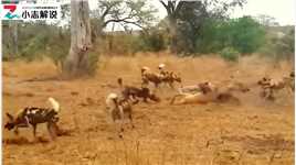 花豹捕获一只羚羊，遭到野狗鬣狗轮番争抢#野生动物零距离#野生动物