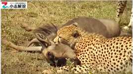 两只猎豹合力拿下一头角马野生动物零距离动物解说