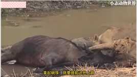 动物世界野生动物零距离动物世界精彩解说技狮帮牛老二脱困