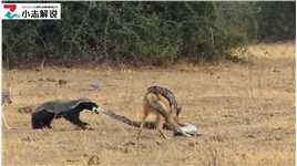 蜜獾与两只胡狼抢夺辣条，最后成功得手#野生动物零距离#野生动物