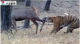 老虎成功捕获一头桑巴鹿野生动物零距离野生动物