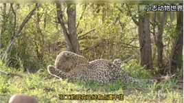 #野生动物零距离#动物世界#花豹打工豹终于翻身，把鬣老二给拿下了