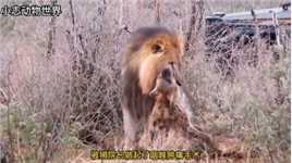 #野生动物零距离#动物世界#雄狮狮院长拿捏鬣老二